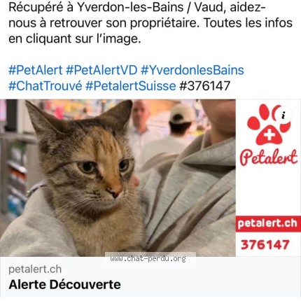 Foto 1/1 Gefundene Katze Gefunden in Yverdon