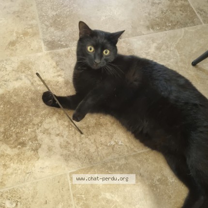 Photo of a cat found in Apt