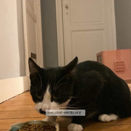 Foto 1/1 Kat gevonden Gevonden in Bruxelles
