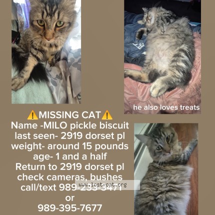 Photo 1/1 Reunited cat Lost in Saginaw