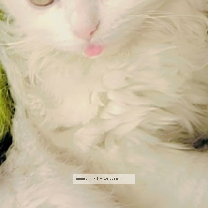 Photo 1/1 Mani Cat lost in Rahimyarkhan