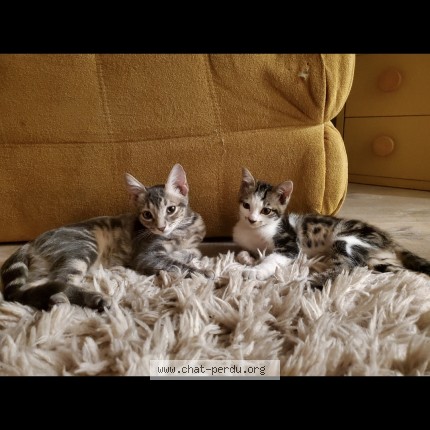 Photo of a cat found in Castres