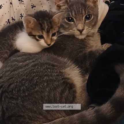 Photo 1/1 sissy Bear Cat lost in Lauderdale Lakes
