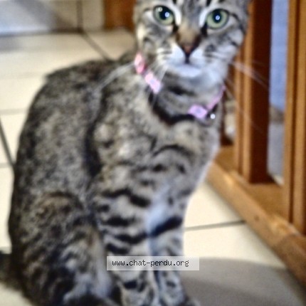 Photo of a cat reunited in Dammartin En Goele