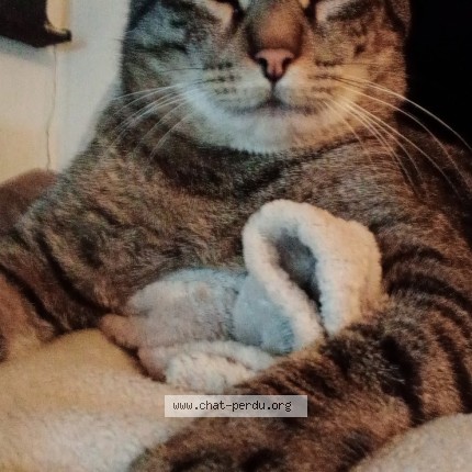 Photo of a cat found in Begles