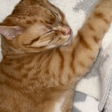 Simba