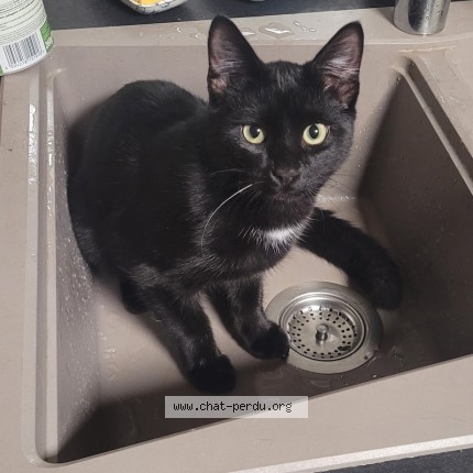 Photo of a cat found in Saint Priest Sous Aixe
