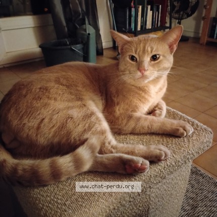 Photo of a cat found in Perols