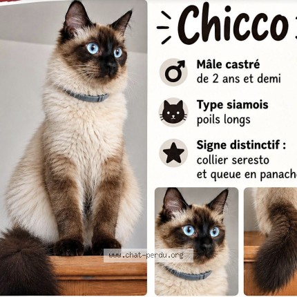 Photo of a cat found in Lure