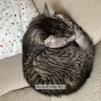 Foto 1/1 Gefundene Katze Gefunden in Le Mont Sur Lausanne