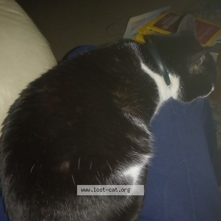 Photo 1/2 Found cat Found in Jhb
