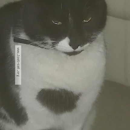 Photo 2/2 Found cat Found in Jhb