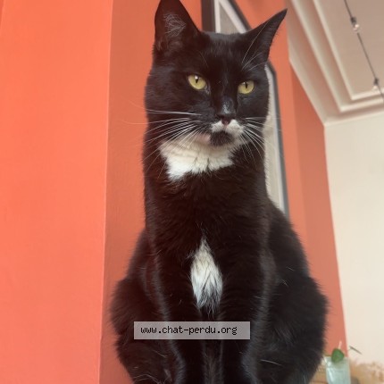 Foto 1/1 Kat teruggevonden Vermist in Liege