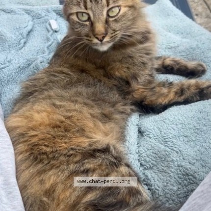 Photo of a cat found in Les Ponts De Ce