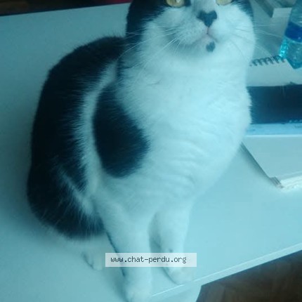Foto 1/1 Neptune Kat vermist in Plainevaux