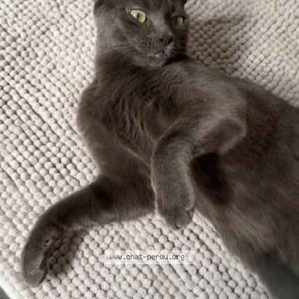 Foto 1/1 Blue Kat vermist in Quievrain