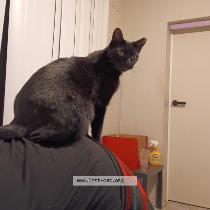 Picture of cat lost at Casselberry