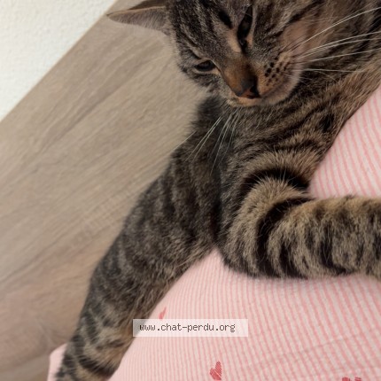 Photo of a cat found in Roubaix