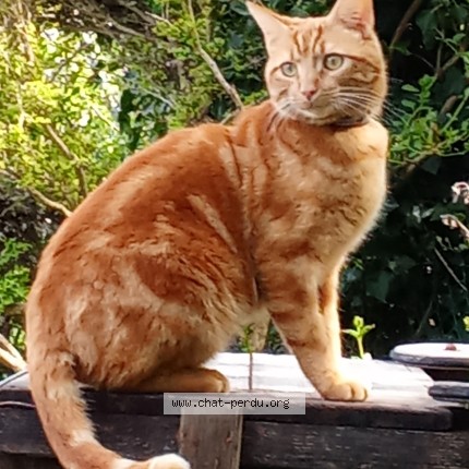 Photo of a cat found in Hauteville Les Dijon