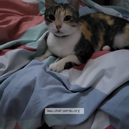 Photo of a cat found in Vannes