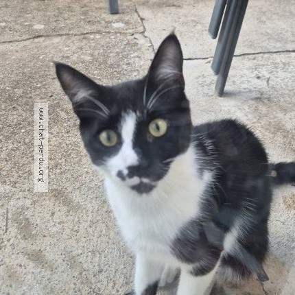 Photo of a cat found in Miramas