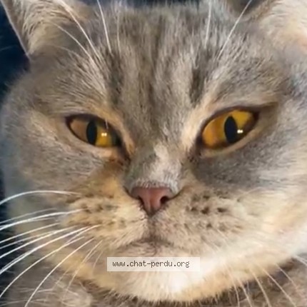 Foto 2/2 Kimchi Katze verloren in Lausanne