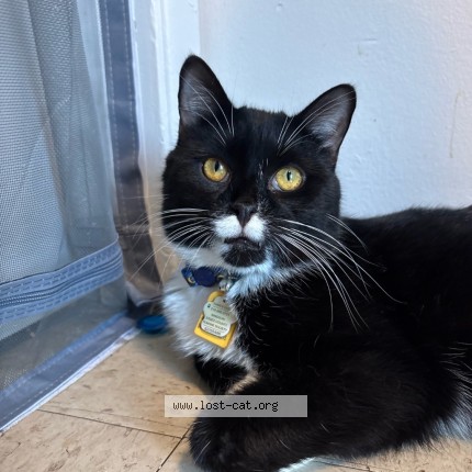 Photo 1/2 mace Cat lost in Windsor