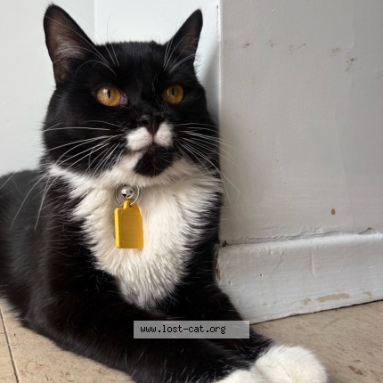 Photo 2/2 mace Cat lost in Windsor