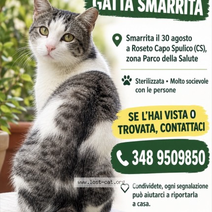Foto 1/1 sioux Gatto smarrito a Roseto Capo Spulico
