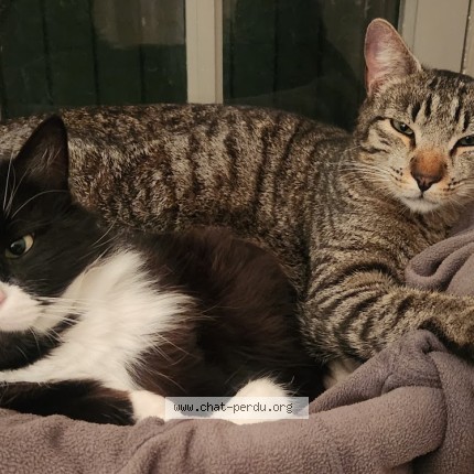 Photo of a cat found in Sollies Pont