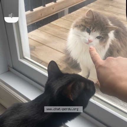Photo 1/1 Found cat Found in Laval