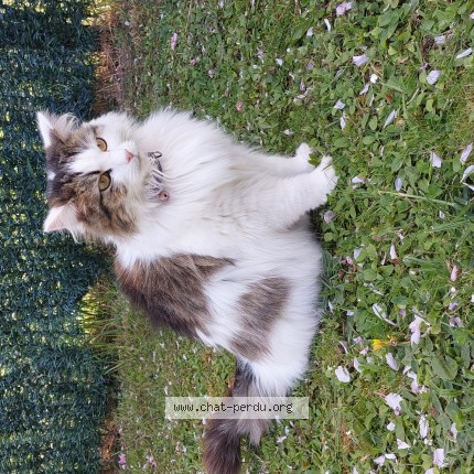 Photo of a cat found in Alizay