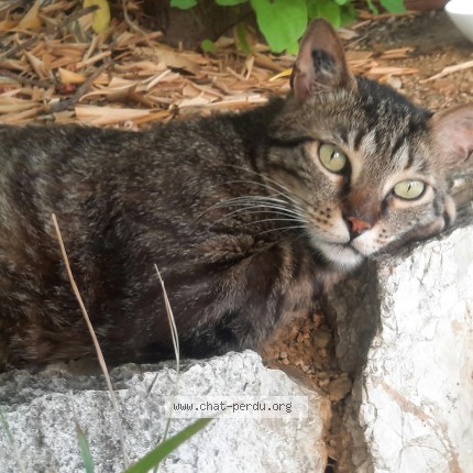 Photo of a cat found in Toulon