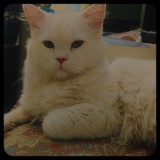 Goru