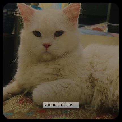 Photo 1/1 Goru Cat lost in Bangalore