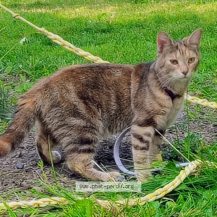 Photo 1/1 Kira Cat lost in Montreal