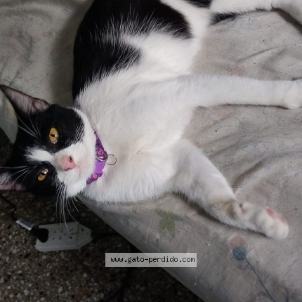 Photo of a cat found in Capital
