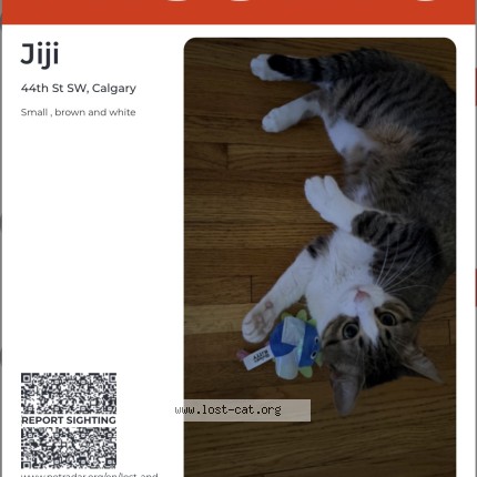 Photo 1/1 jiji Cat lost in Calgary
