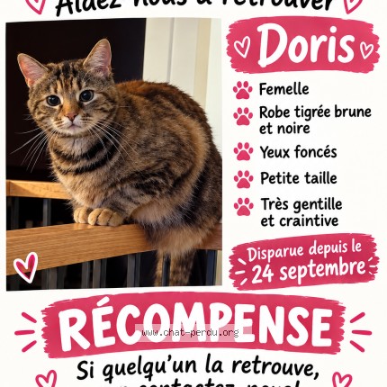 Photo 1/1 doris Cat lost in Saint Calixte
