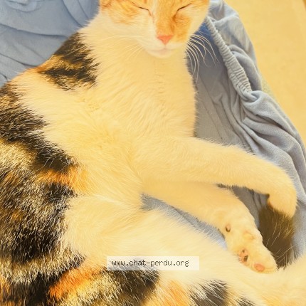 Foto 1/1 HOYA Katze verloren in Dompierre