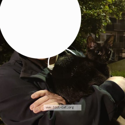 Foto 1/1 Kat gevonden Gevonden in Woluwe Saint Lambert