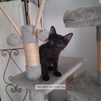 Photo of a cat found in Terrassa