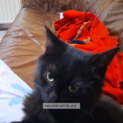 Foto 1/1 Kat teruggevonden Vermist in Flemalle