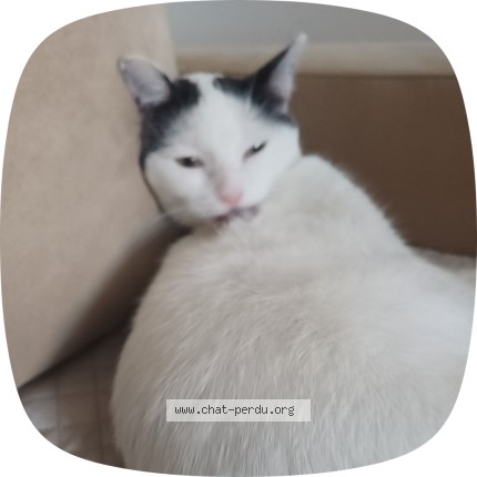 Photo of a cat found in Montfermeil