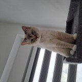 felix