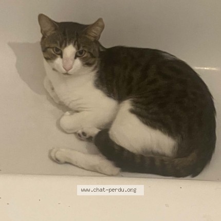 Photo 1/1 boubou Cat lost in Montreal