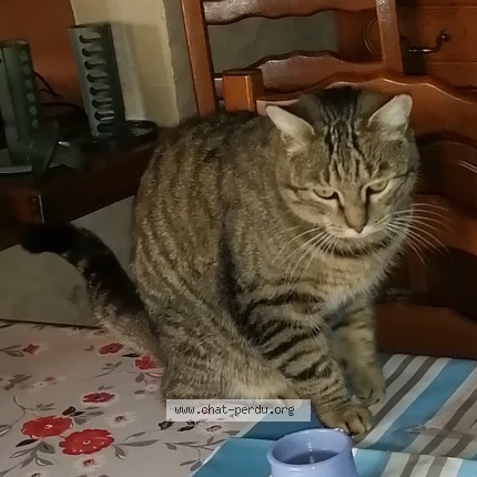 Photo of a cat found in Allonnes