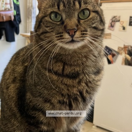 Photo of a cat found in Nantes