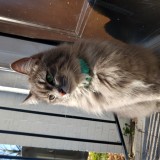 Kitty