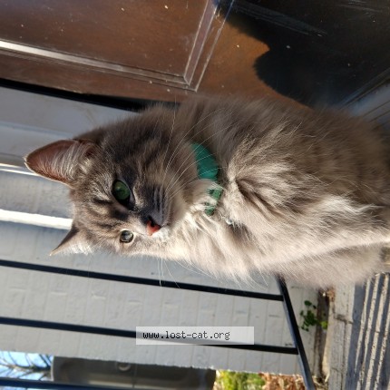 Photo 1/1 Kitty Cat lost in Winston Salem